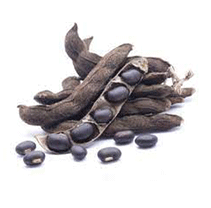 Kaunch Beej seeds
