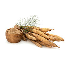 Shatavari root